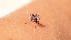 Check spelling or type a new query. Tanda Bahaya Yang Harus Diwaspadai Penderita Demam Berdarah Dengue Suhu Badan Turun Tapi Tetap Loyo Halaman All Tribun Pekanbaru