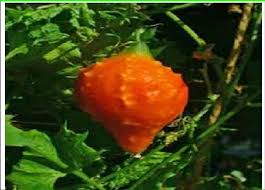 Image result for Momordica balsamina