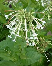 Image result for Nicotiana tabacum