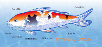 Goldfish come in all shapes and sizes due to selective breeding and can vary widely in colors, fin styles, and eyes. Koi And Pond Fish Anatomy What You Need To Know Aquascape Inc