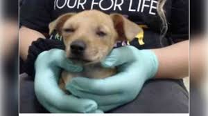 Mini dachshund rescue puppy mill dachshund rescue dachshund rescue n. Safilo Would Have Died At The Shelter Without Rescue By Dachshund Rescue South Florida