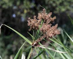 Image result for Cyperus dives