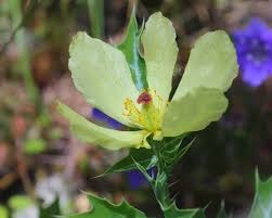 Image result for Argemone mexicana