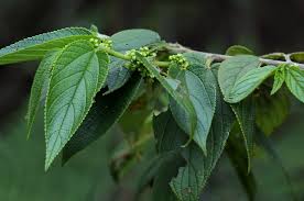 Image result for Trema orientale