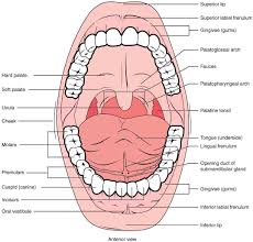 23 3 The Mouth Pharynx And Esophagus Anatomy Physiology