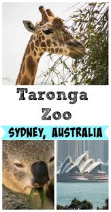 Taronga Zoo Sydney Australia Australia Tourism Australia Travel Australia