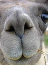 Share Your Photos And Win Prizes Here S A Cute Llama Funny Animals African Animals Funny Animal Pictures