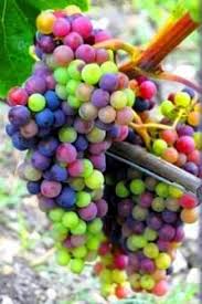 Amazing Image Of Grapes At Different Stages Of Colour Development Love Love Love The Colors Rainbow Grape White Wine Grapes Grapes