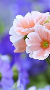 We hope you enjoy our rising collection of beautiful girls wallpaper. Beautiful Flower Hd Wallpaper Wallpaper Download Mobcup