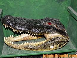 Chinese Alligator | Saint Louis Zoo