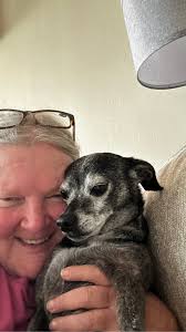 My Italian Greyhound is Ping. She's the first IG I have been privileged to  have and the soul that warms my heart. She's a senior now and has lost  almost all her