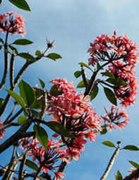 Obituary information for Ollie Milton