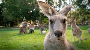 Thoughts of a wallaby: Haters gonna hate cuz they wallaby me ...