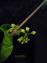 Image result for Canthium