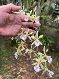 Image result for Annickia ambigua