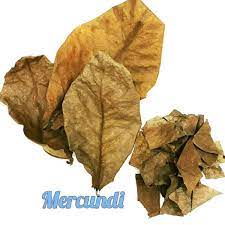 Manfaat daun ketapang kering untuk ikan. Jual Daun Ketapang Daun Ketapang Kering Di Lapak Mercundi Bukalapak