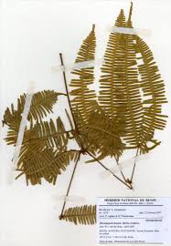 Image result for Laurembergia tetrandra