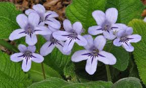 Image result for Streptocarpus leptopus