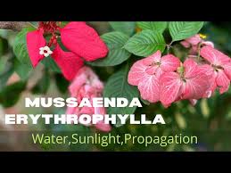 Image result for Mussaenda