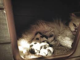 Your cat should have a designated, private spot to relieve themselves. My First Experience With A Pregnant Cat Giving Birth Cute Cat Story