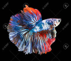 Or are you a fierce plakat betta, ready to shred any opponent that comes your way? Beautiful Betta Splendens Half Moon Siamese Betta Fish Fighting Stock Photo Picture And Royalty Free Image Image 141097483