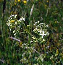 Image result for Galium chloroionanthum