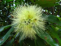 Image result for Myrtaceae