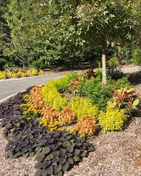 Image result for Tabernaemontana pachysiphon