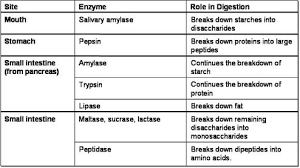 Enzymes Biological Molecules And The Digestive Sytem
