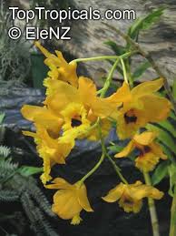 Image result for Thesium fimbriatum