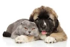 Do Scottish Fold Cats Get Along With Dogs? Facts & FAQ - Catster