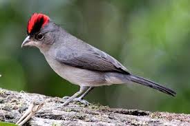 Canto Canario Da Terra Metralha Download Brazilian Birds Passaros Brasileiros Aves De Estimacao Passaros Engracados