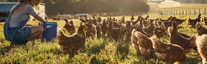 Abstract the animal welfare act, passed in 1966, establishes guidelines for the protection of animals used for research and other purposes, defines section three, part b states: To Which Animals Does Animal Welfare Apply In Law And Why