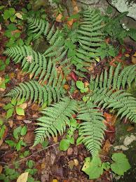 Image result for Dryopteris athamantica