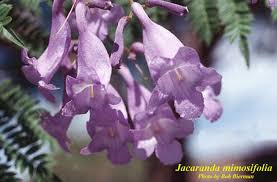 Image result for Jacaranda mimosifolia