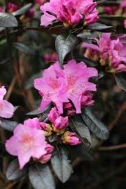 Rhododendron Midnight Ruby 3 X 3 5 G Rhododendron Plants Midnight