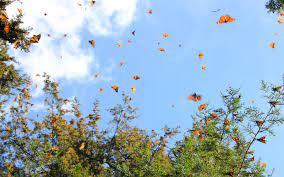 Reserva De La Biosfera De La Mariposa Monarca Comision Estatal De Parques Naturales Y De La Fauna