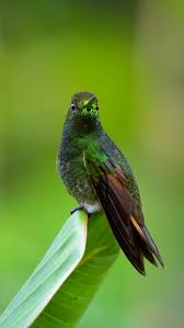 Image result for Pteris auquieri