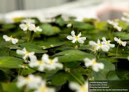 Image result for Nymphoides milnei