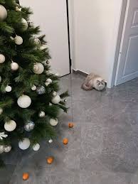 Climbing the tree can cause it to topple, tree water that contains preservatives can be toxic, tinsel can clog digestive systems, and ornaments are basically fragile cat toys. My Cat Is Afraid Of Tangerines So I Created A Force Field To Protect The Christmas Tree Aww