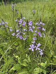 Image result for Buchnera nuttii