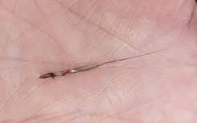 Image result for Diheteropogon filifolius