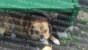 Kopeklerde Agresiflik Neden Olur Pet Okulu