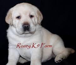 7,109 likes · 25 talking about this. Lab Puppies For Sale In Michigan Labrador Retrievers Available