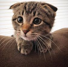 So i have written a blog post on top 5 ways we can help prevent this. Very Cute Cat Eyebleach