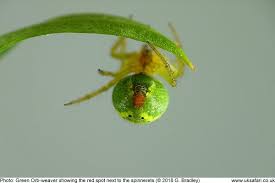 Small spider with bright green body uk. Green Orb Weaver Spiders Araniella Cucurbitina Uk Safari