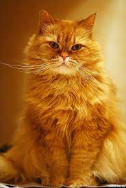 bolshoj ryzhij kot s nagloj mordoj i roskoshnymi usami kartinki i avy cats beautiful cats pretty cats