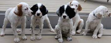 Pin On English Short Haired Pointers