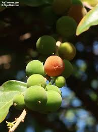 Image result for Dovyalis hispidula