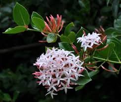 Image result for Carissa tetramera